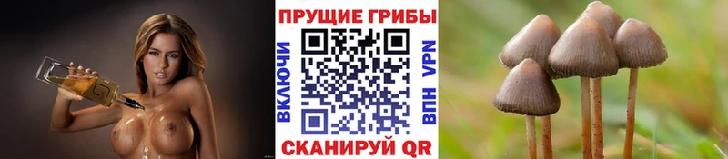 Псилоцибиновые грибы Psilocybine cubensis kraken tor Аша как найти закладки
